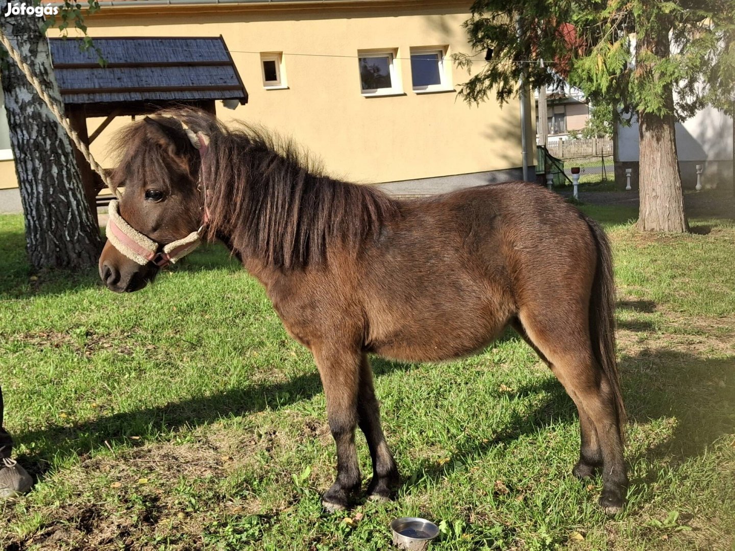 Kanca póni költözne 