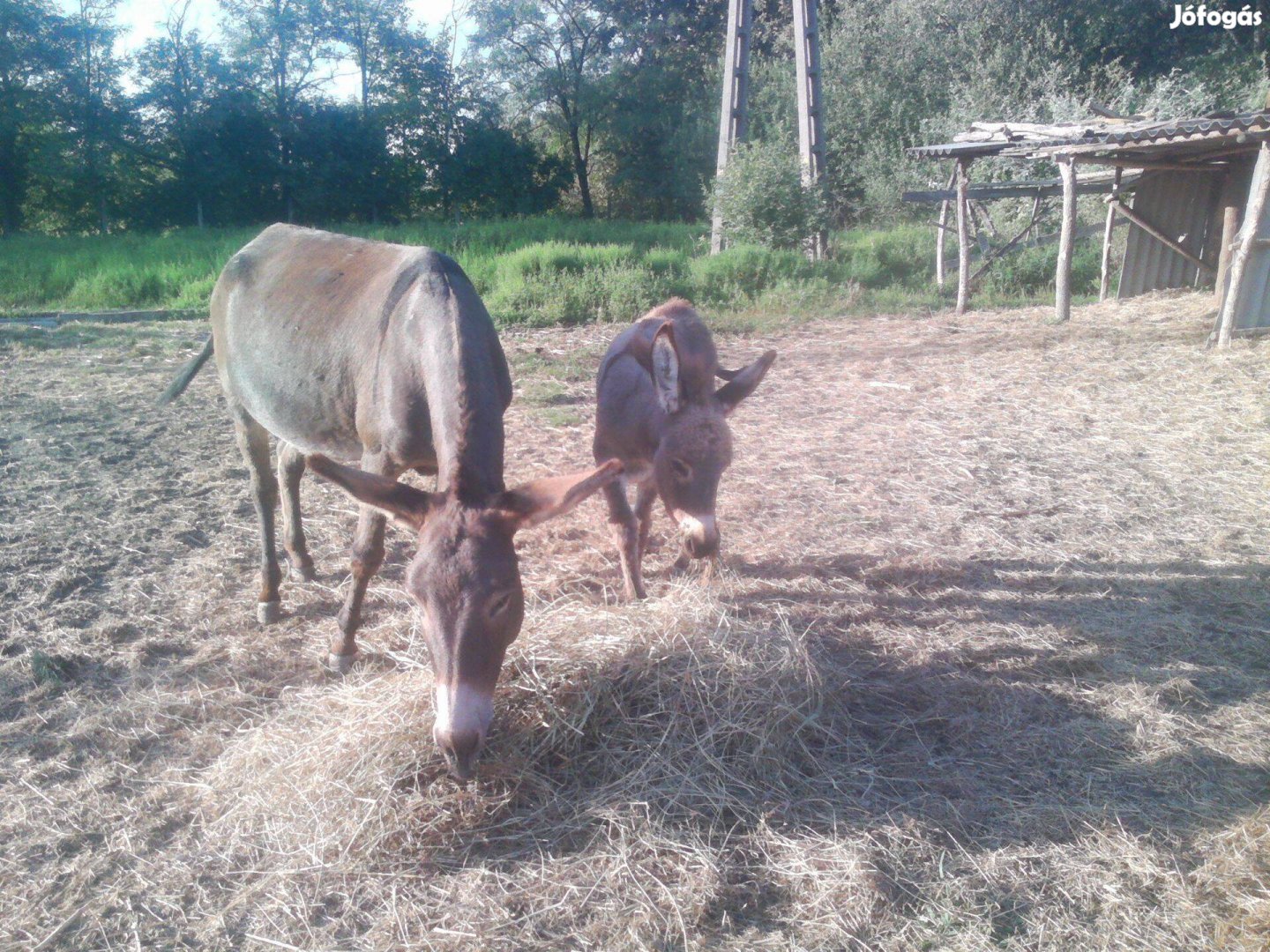 Kanca szamár eladó!