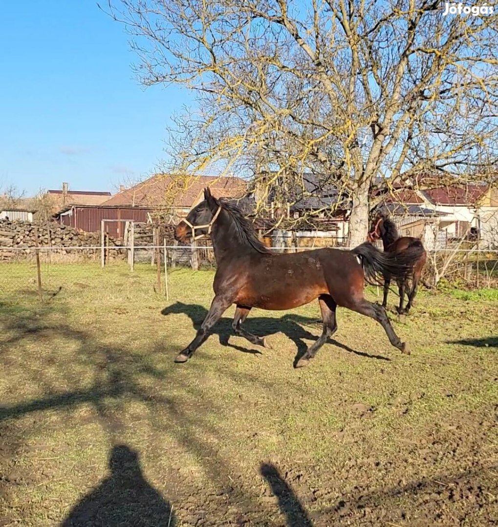 Kancák eladóak!