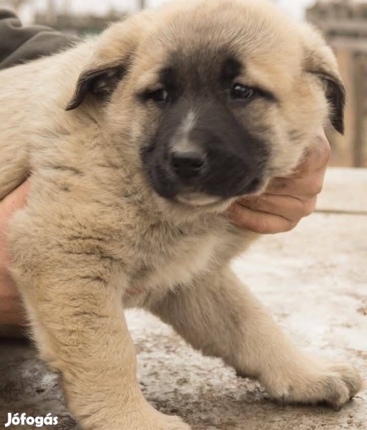 Kangal fajtajellegű kiskutya ingyen