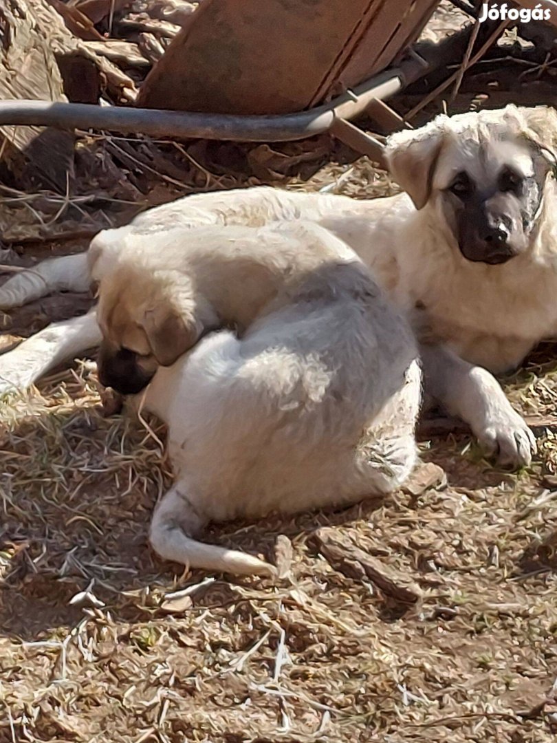 Kangal fajtatiszta jellegű kiskutyák ingyen elvihetők
