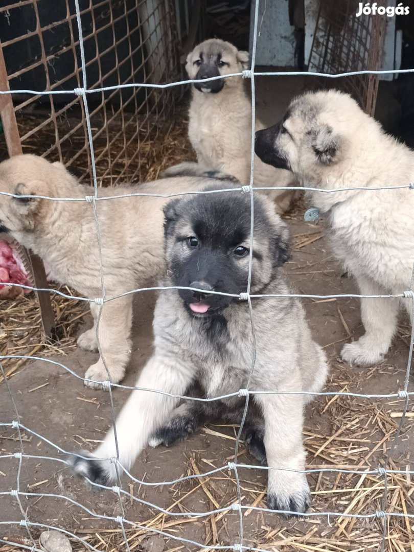 Kangal fajtatiszta jellegű kiskutyák ingyen örökbefogadhatók