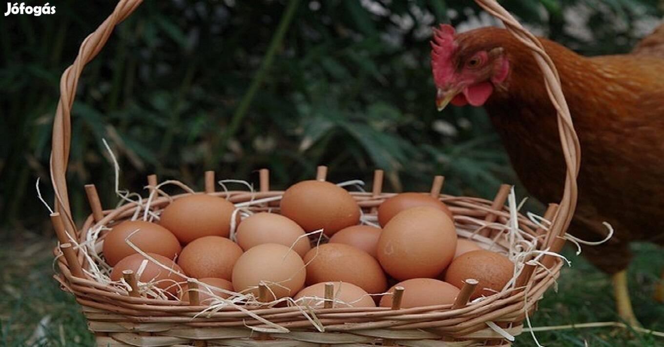 Kapható vörös tojó tyúkok 