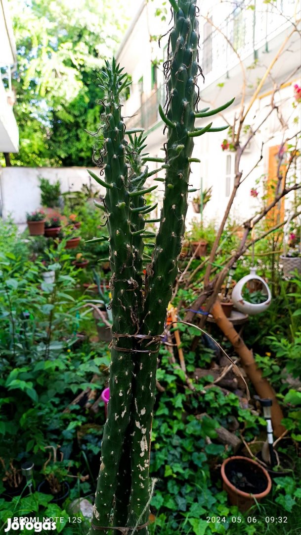 Karacsonyfa kaktusz, 144 cm,gondozas es helyhiany miatt eladó 1000ft.