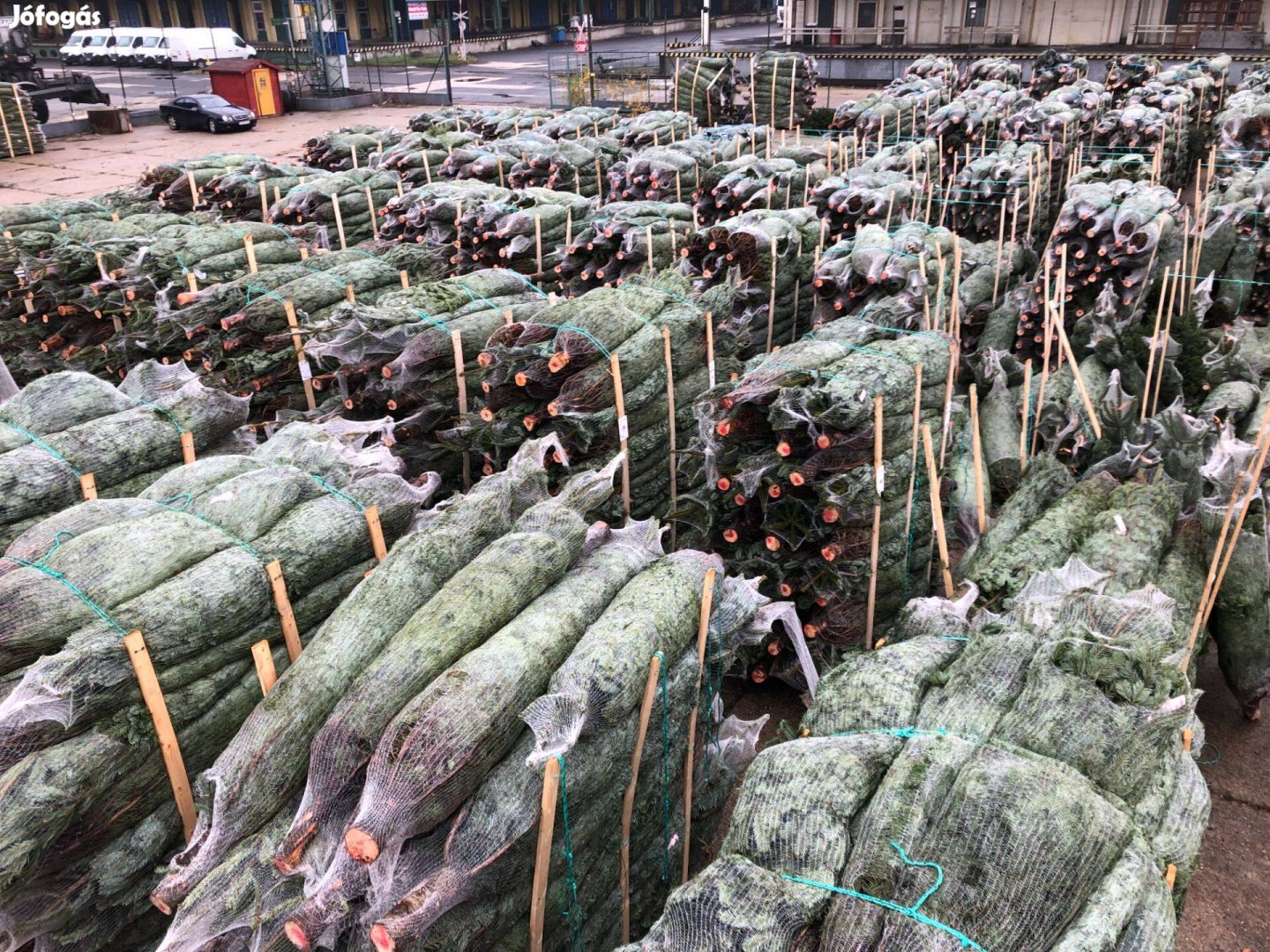 Karácsoynfa nagy tételben eladó Dán Normand nordmann fenyő