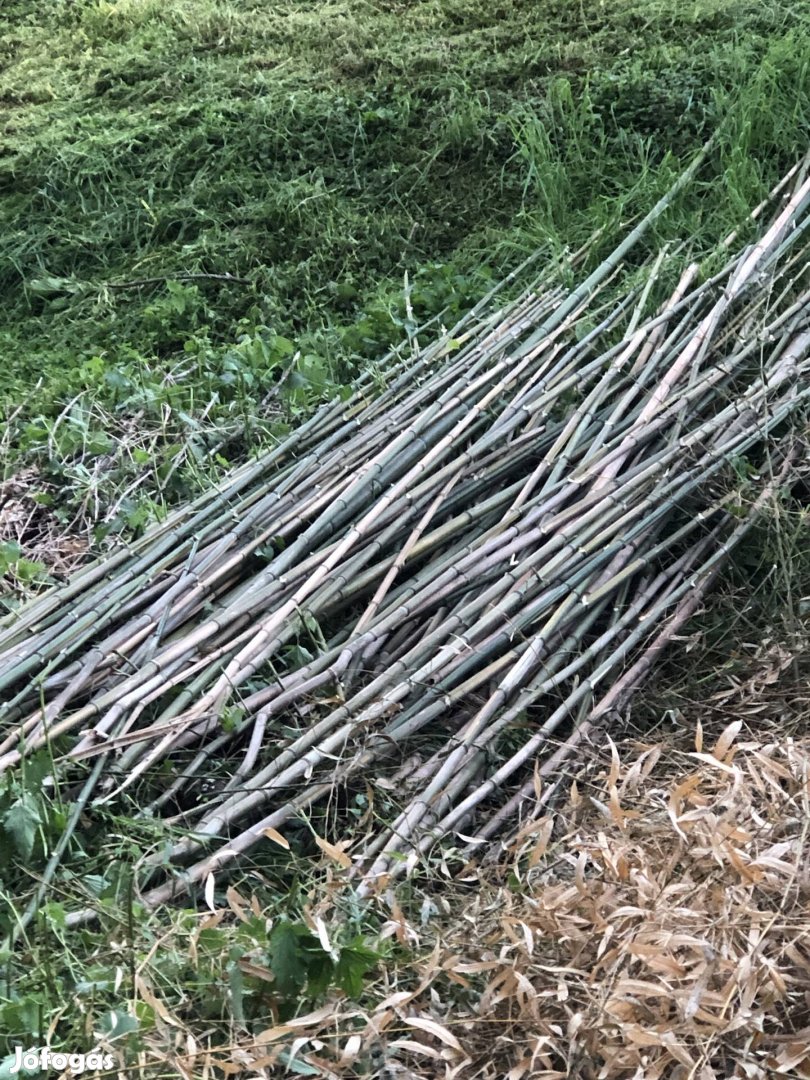 Karó bambusz
