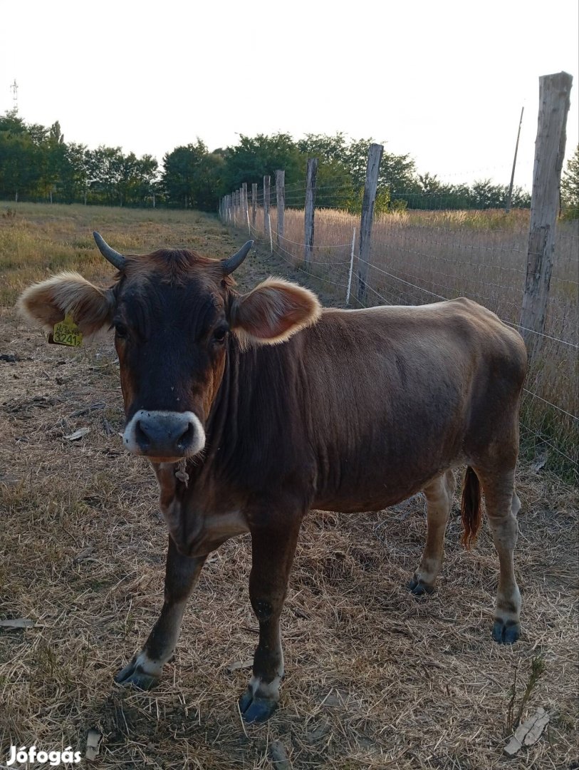 Kárpáti Borzderes eladó 