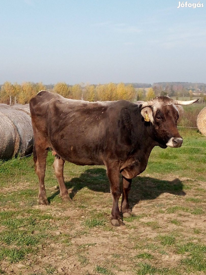 Kárpáti borzderes eladó