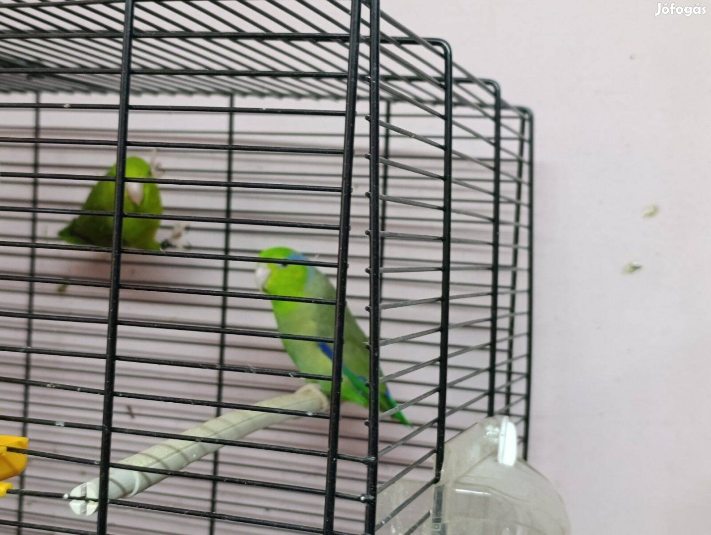 Katalin papagáj költő pár