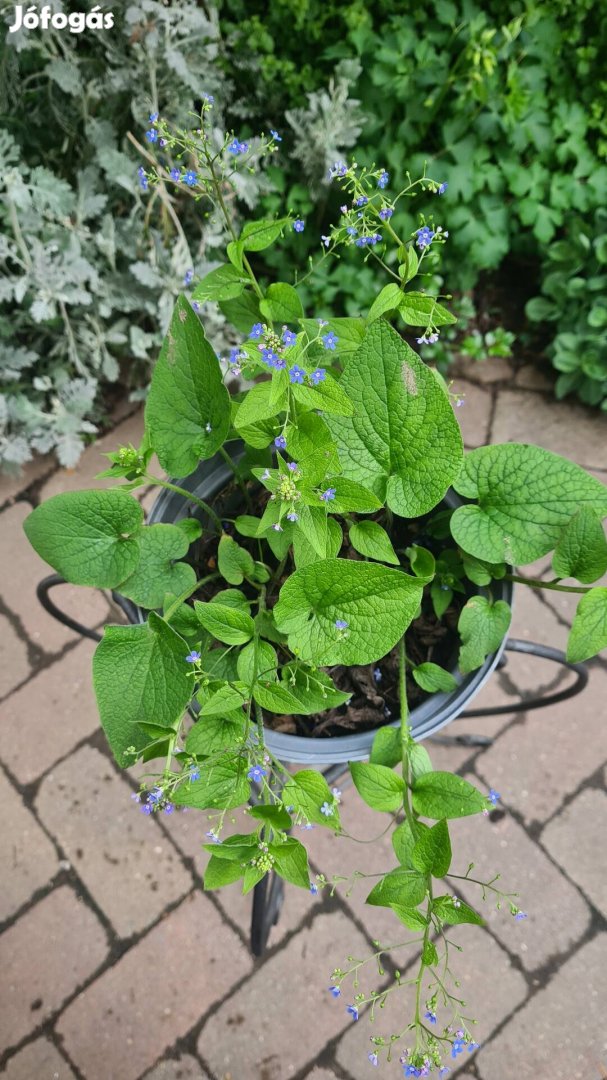 Kaukázusi nefelejcs - Brunnera macrophylla (évelő)