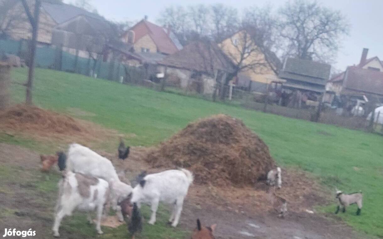 Kecske család költözne 