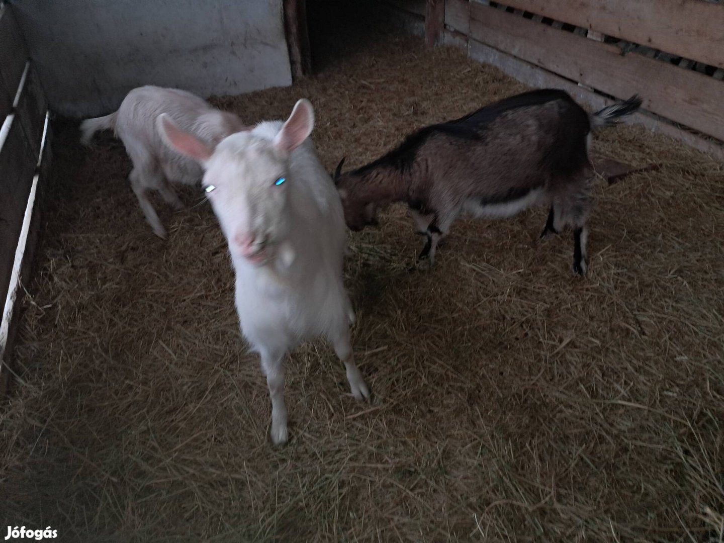 Kecske eladó