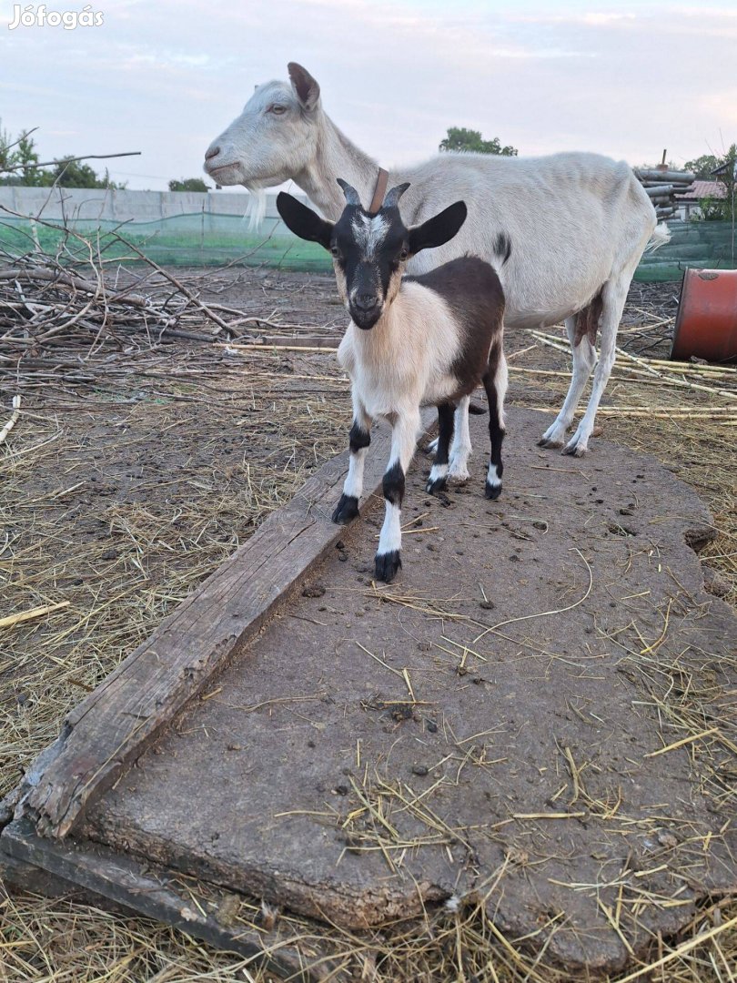 Kecske gidák eladók