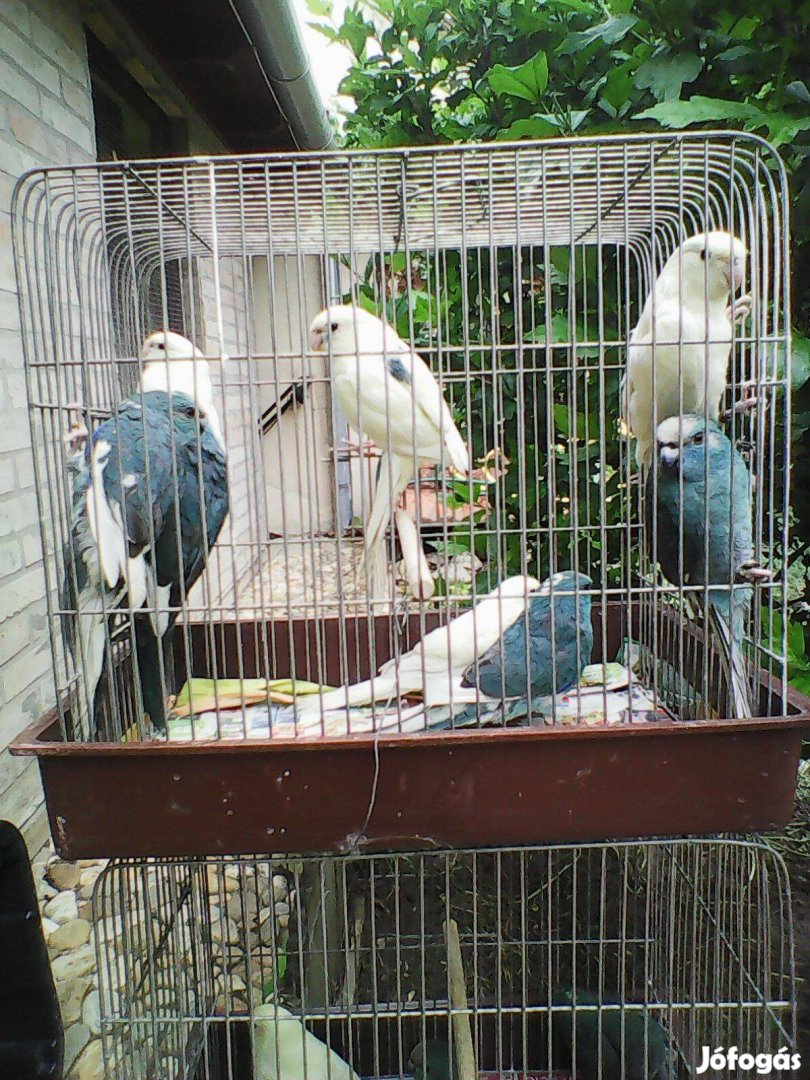 Kecske papagájok eladók