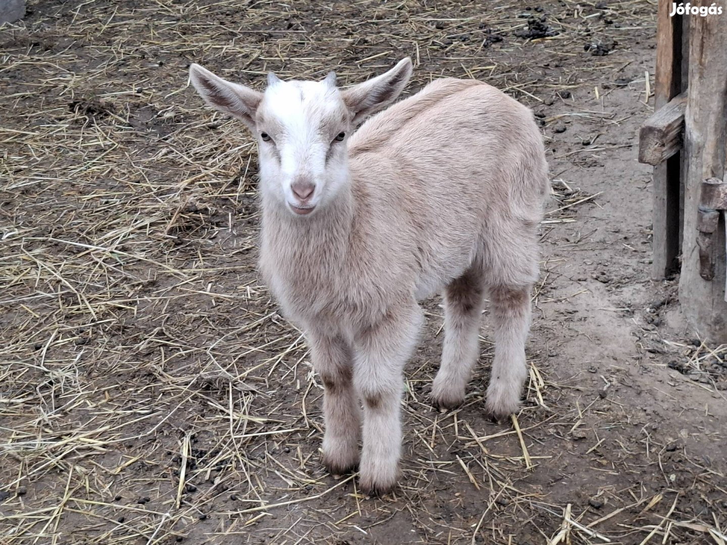 Kecskegida eladó