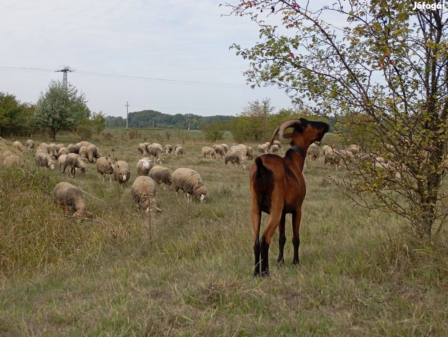 Kecskehús eladó