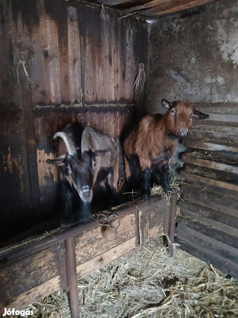 Kecskék eladók