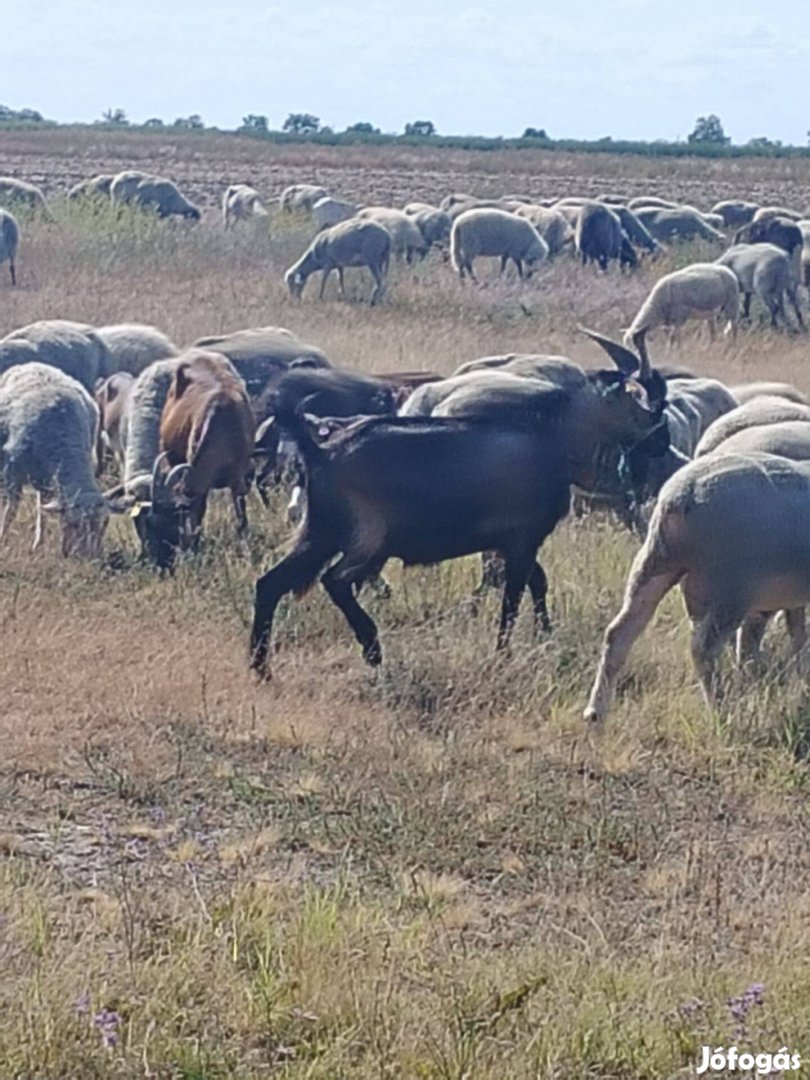 Kecskék eladók vagy csere