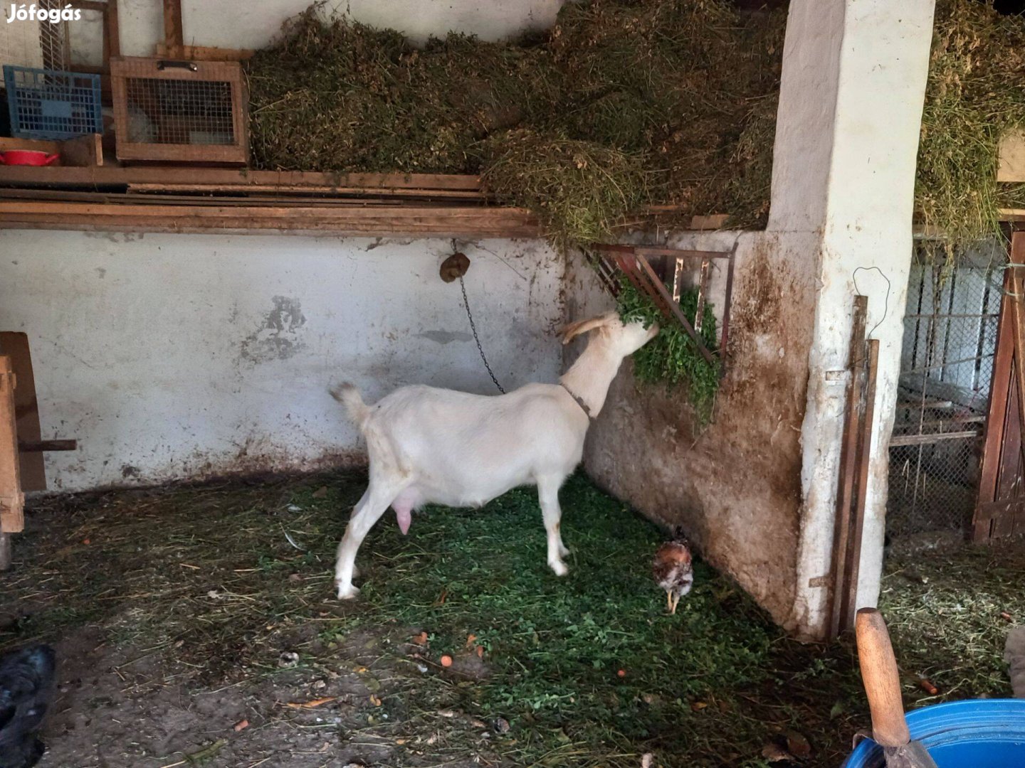 Kecskék és nyulak eladók