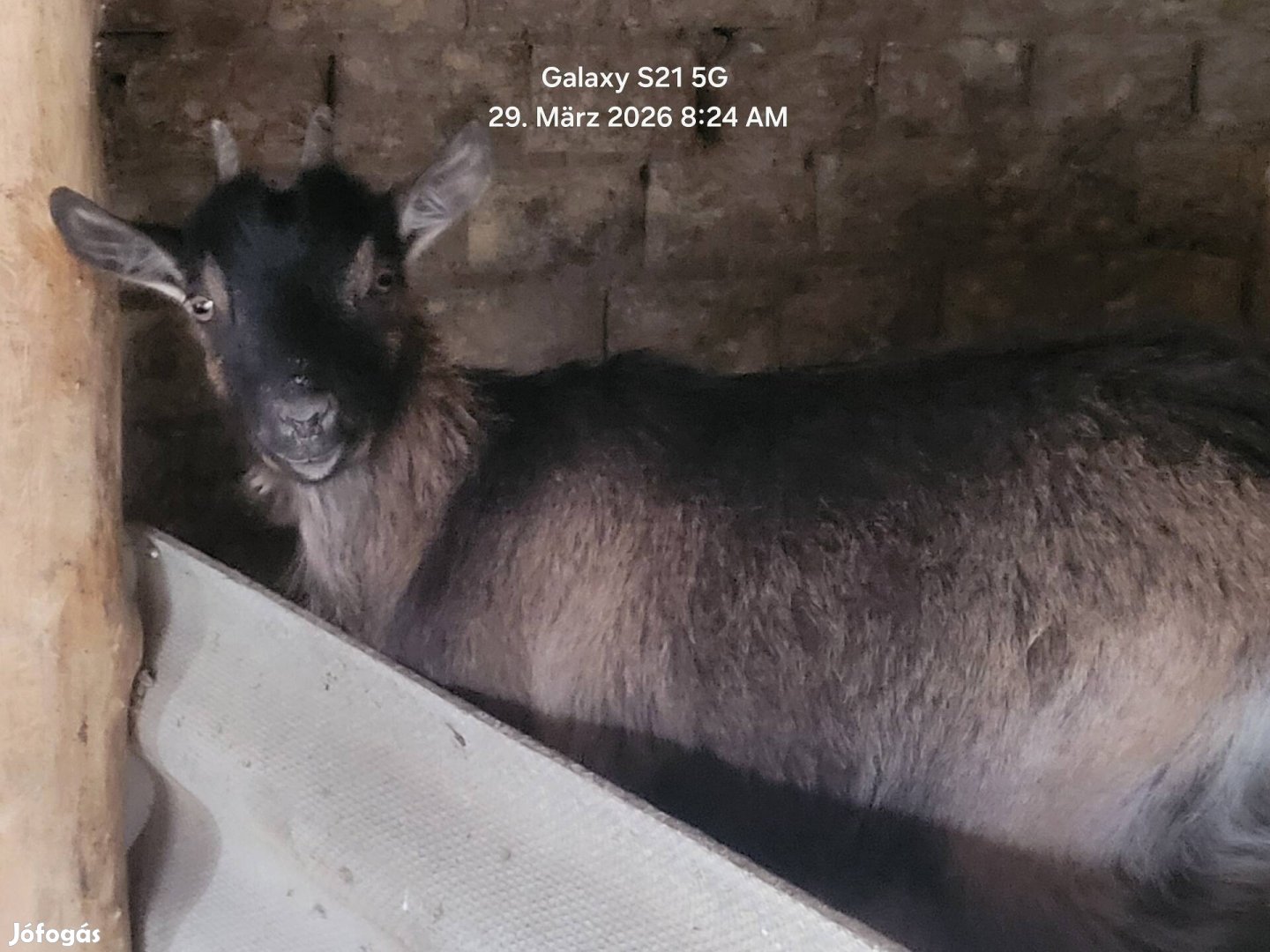 Kecskék költöznének