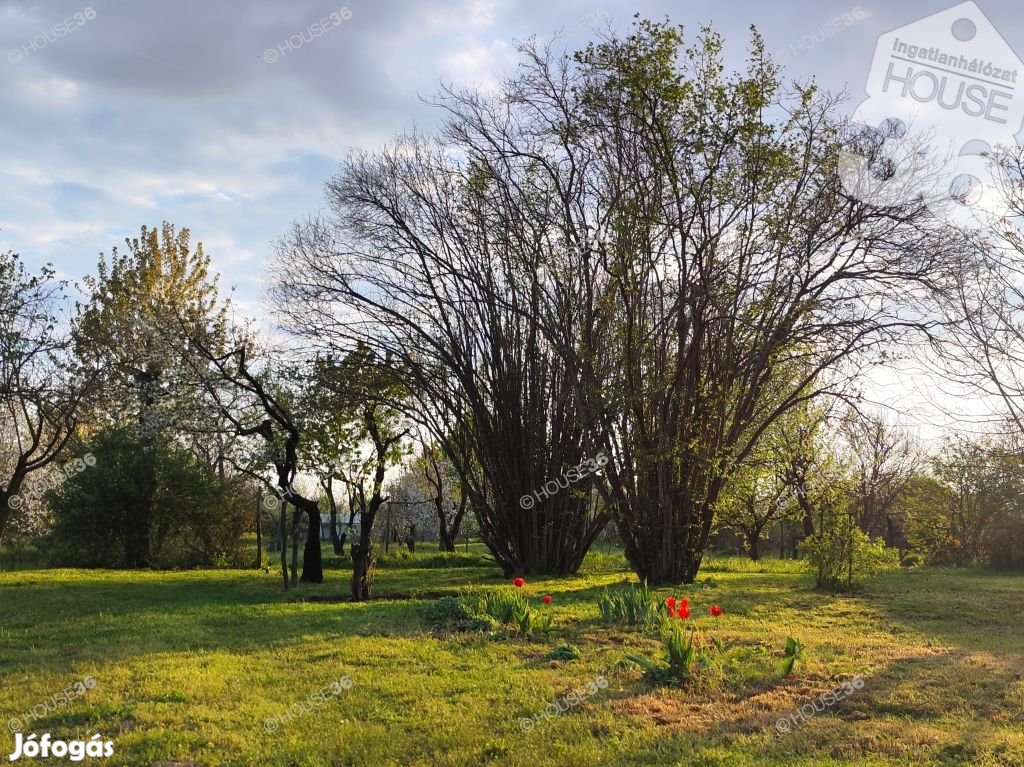 Kecskemét-Úrihegyben 2545 m2 kitűnő fekvésű zártkerti telek eladó