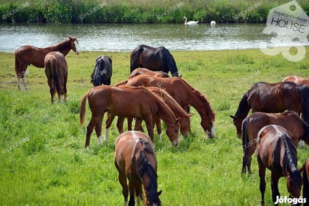 Kecskemét közelében lovas tanya és panzió,16 hektár földdel ELADÓ