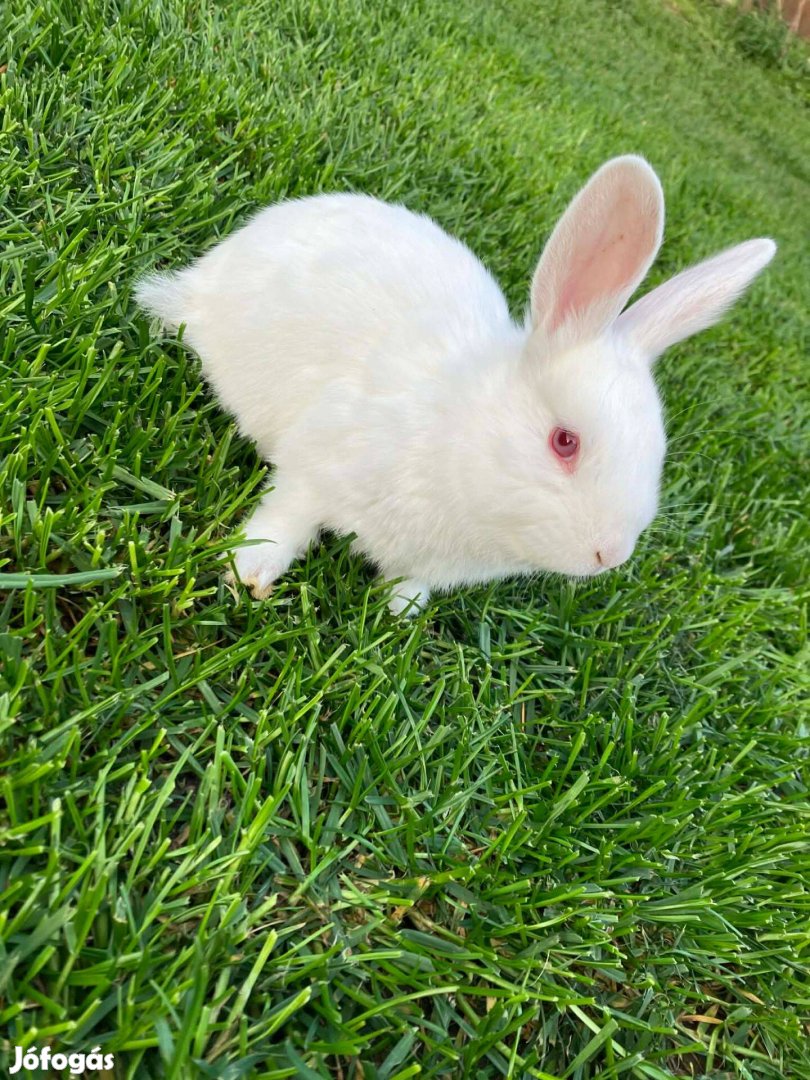 Kedves,Érdeklődő kis nyuszi