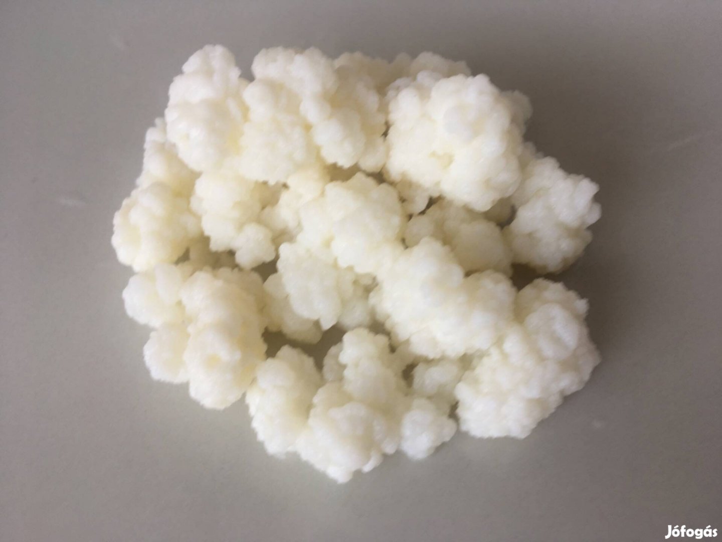 Kefir gomba Kefirgomba