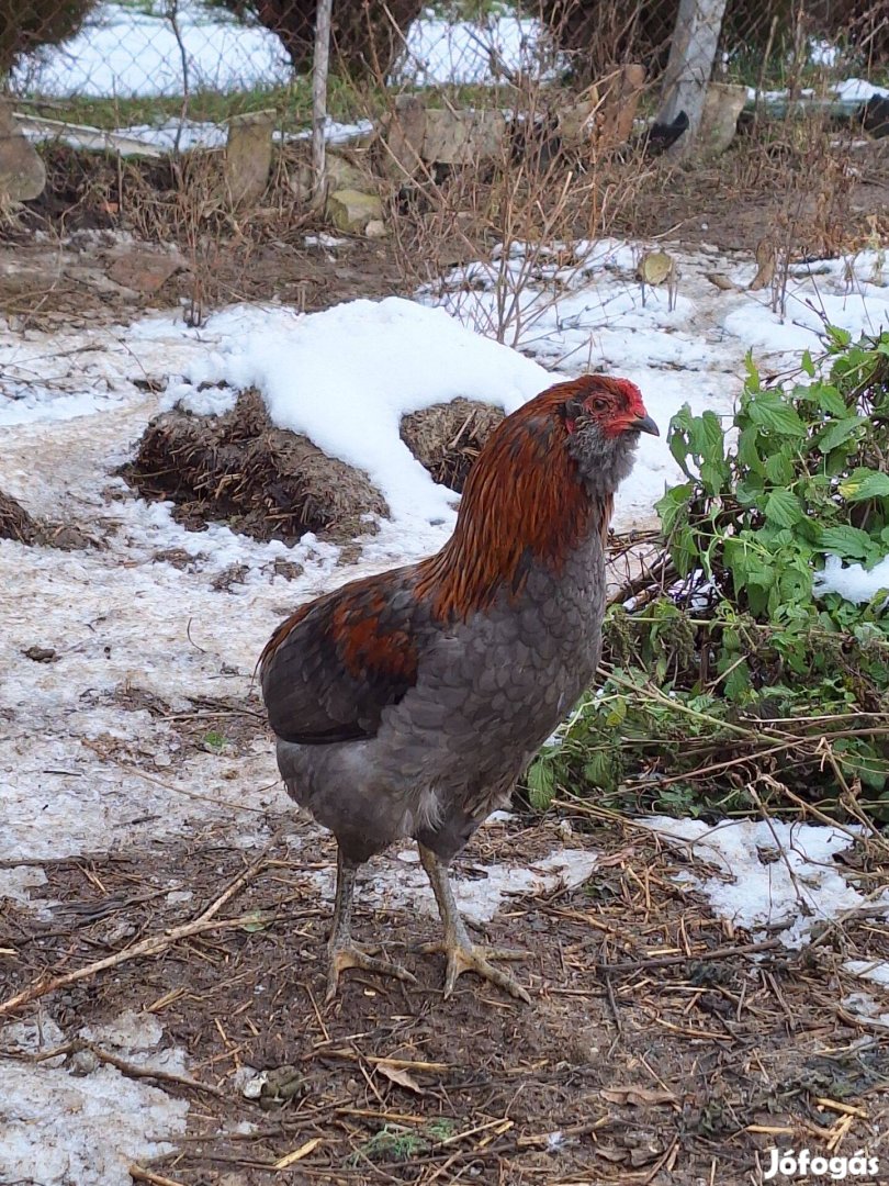 Kék Araucana kakas