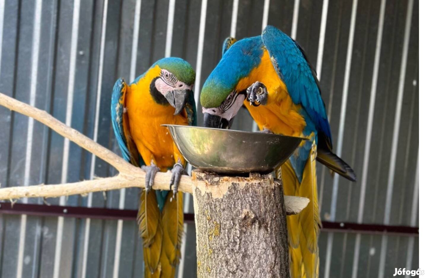 Kék-Sárga ara papagáj pár