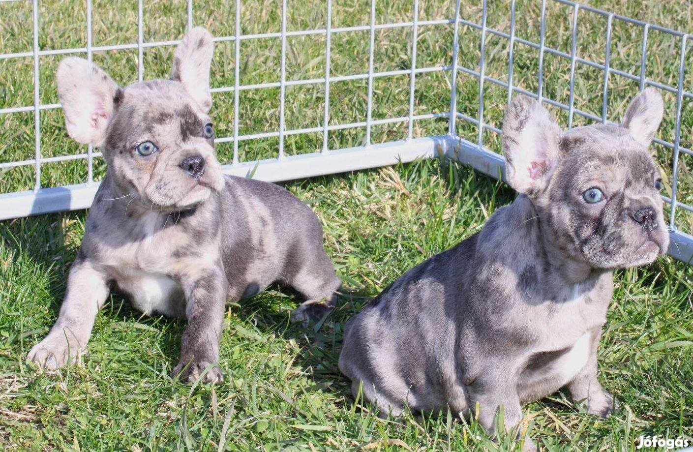 Kék, kék merle és fekete merle színű francia bulldog