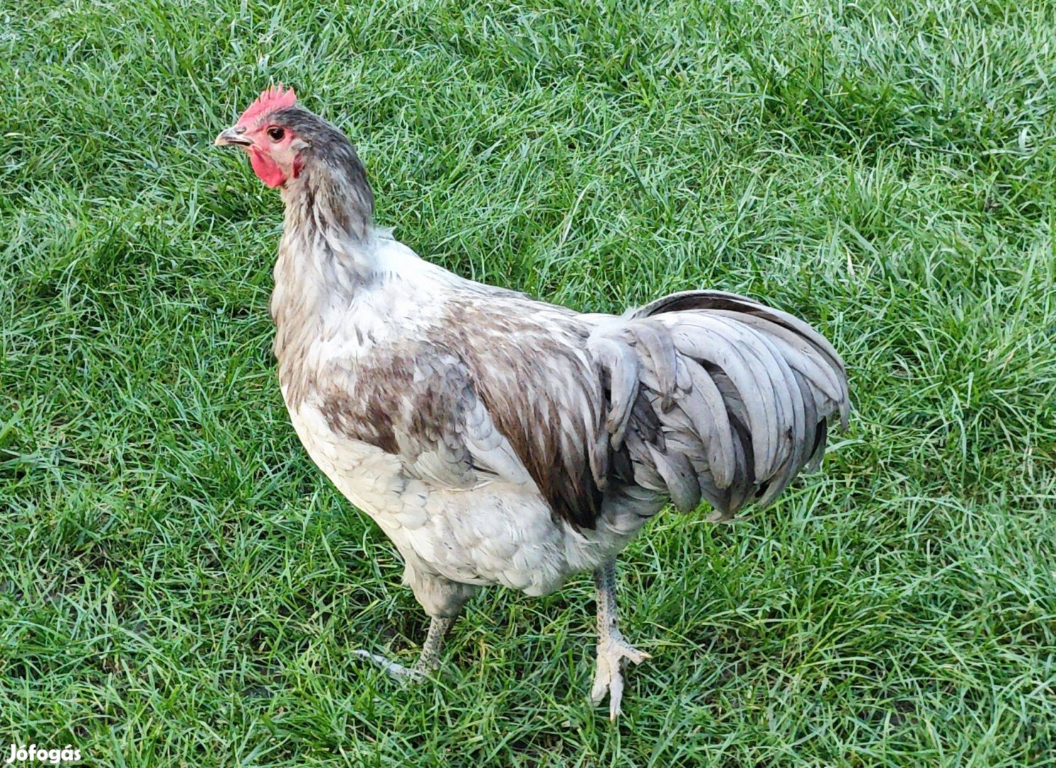 Kék (szürke) australorp kakas