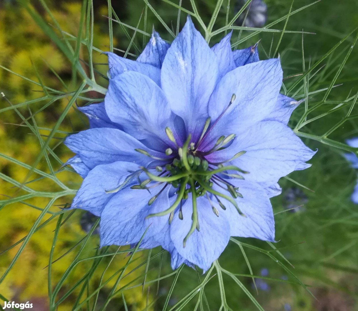 Kék egynyári borzaskata virágmag eladó