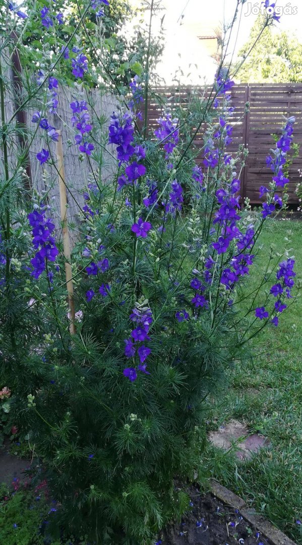 Kék egynyári kerti szarkaláb virágmag eladó