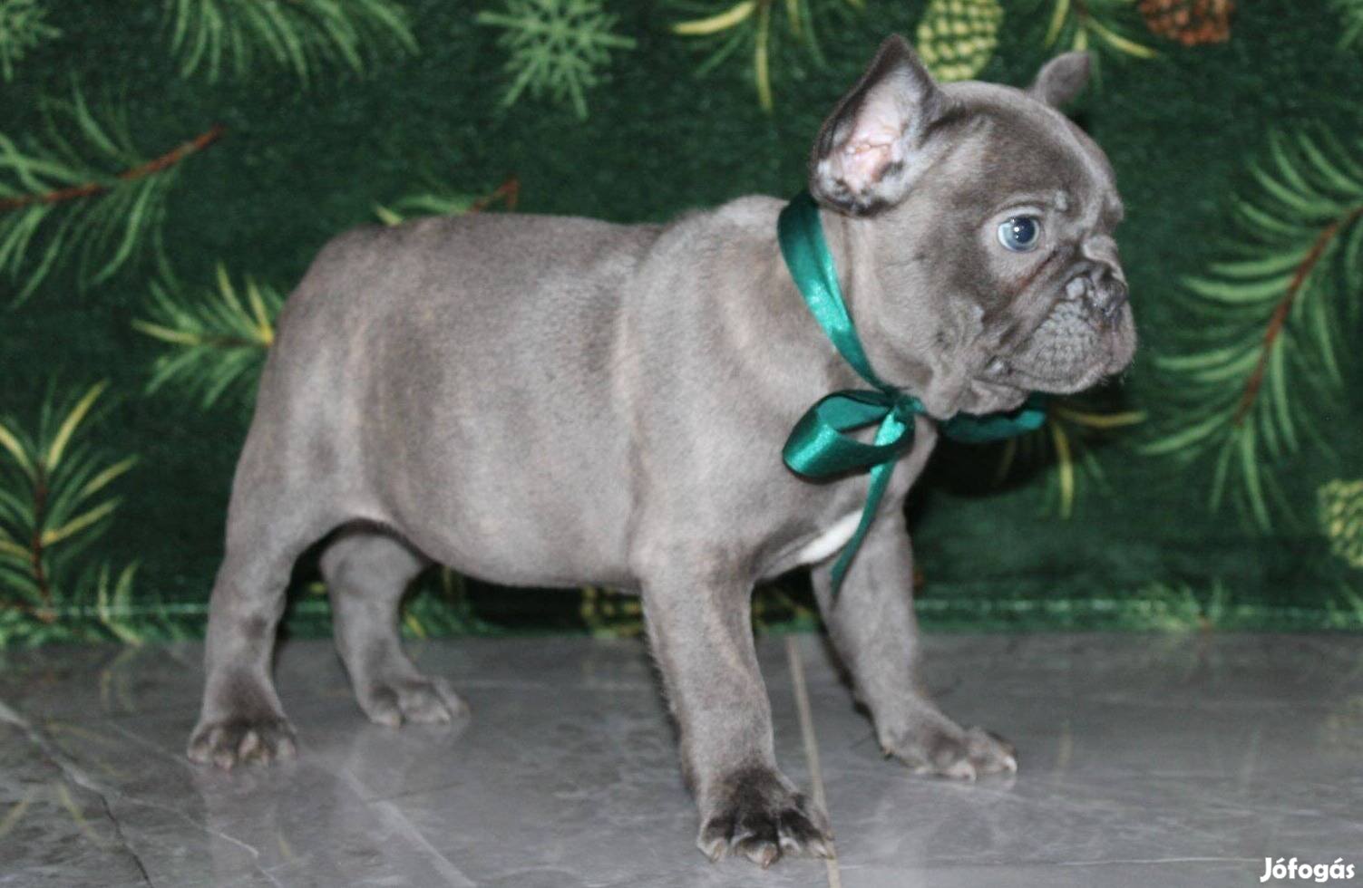 Kék és blue fawn színű francia bulldog kiskutyák