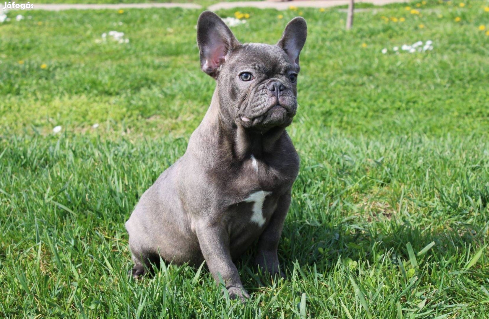 Kék és fekete merle színű francia bulldog kiskutyák