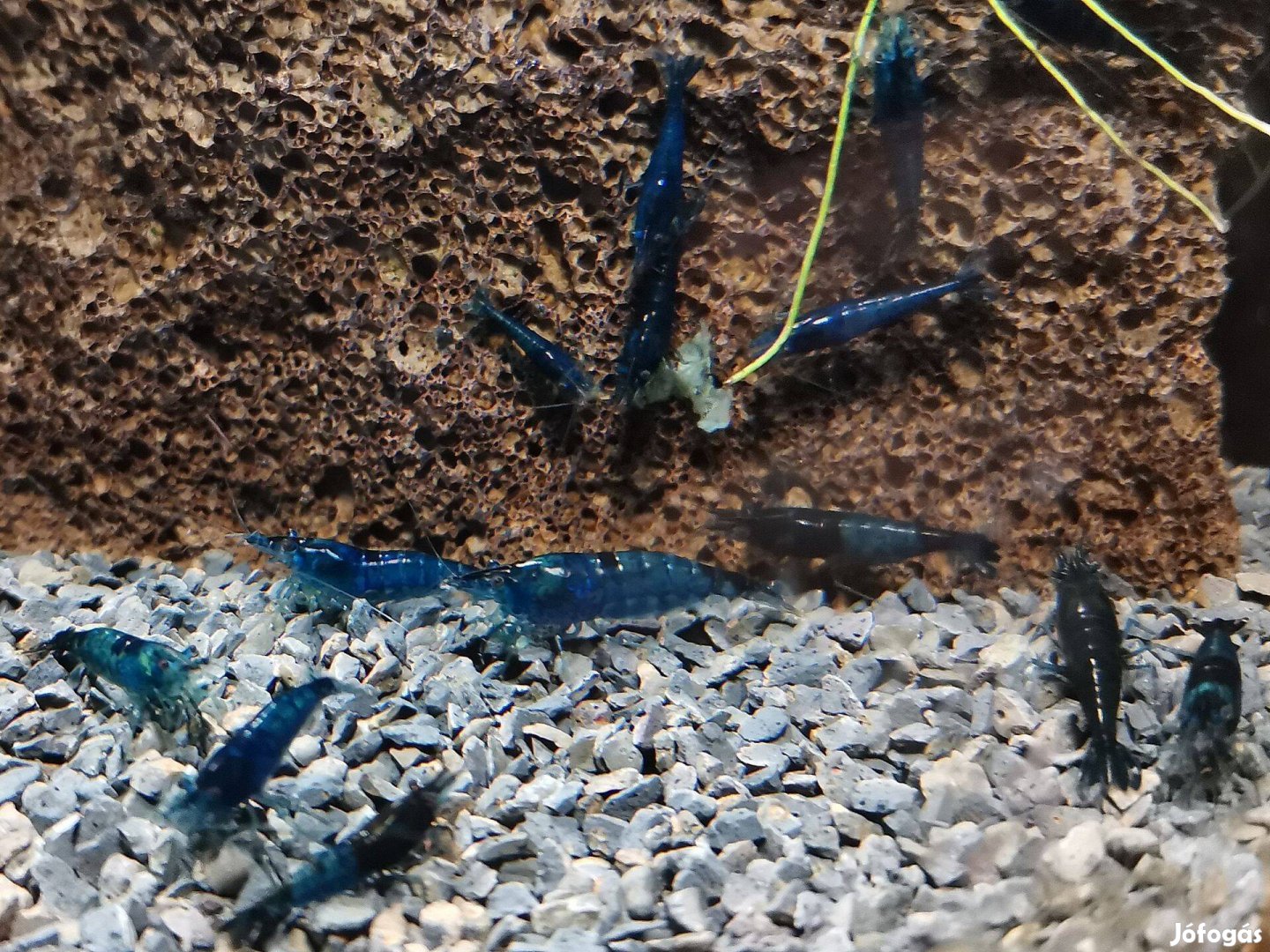 Kék garnéla / Neocaridina Heteropoda