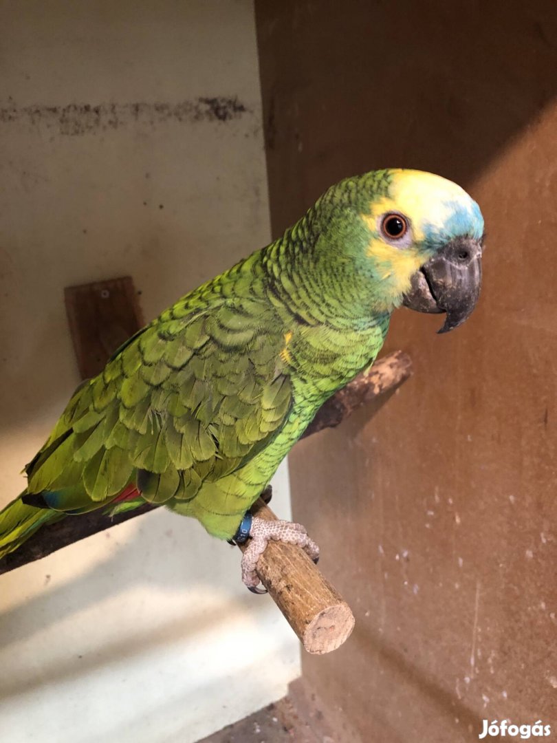 Kék homlokú amazon papagáj hím