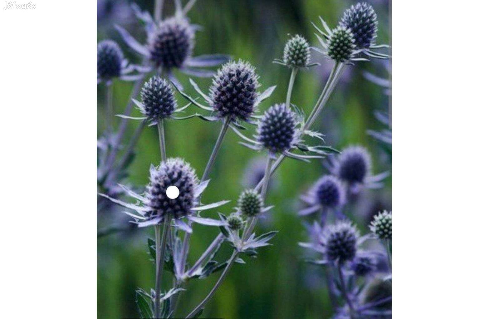 Kék iringó Eryngium planum Blue Cap