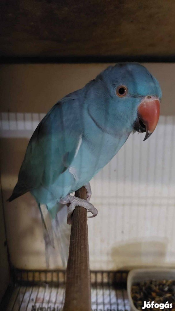 Kék kis sándor papagáj