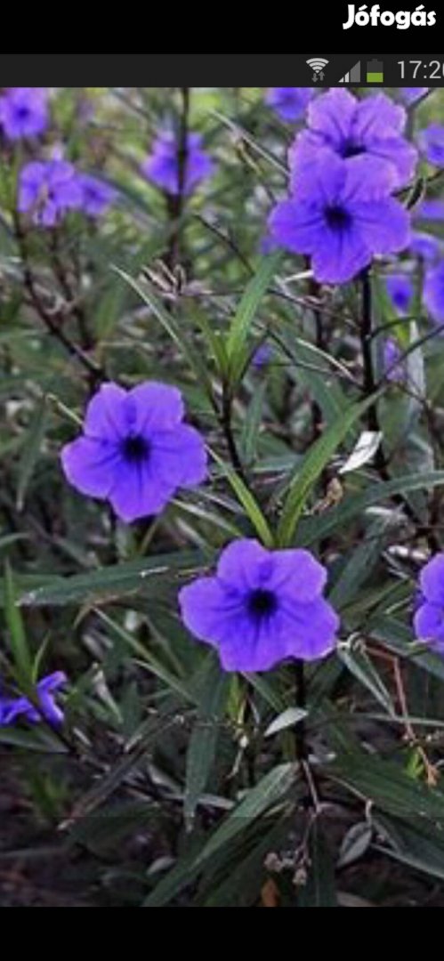 Kék leander évelő