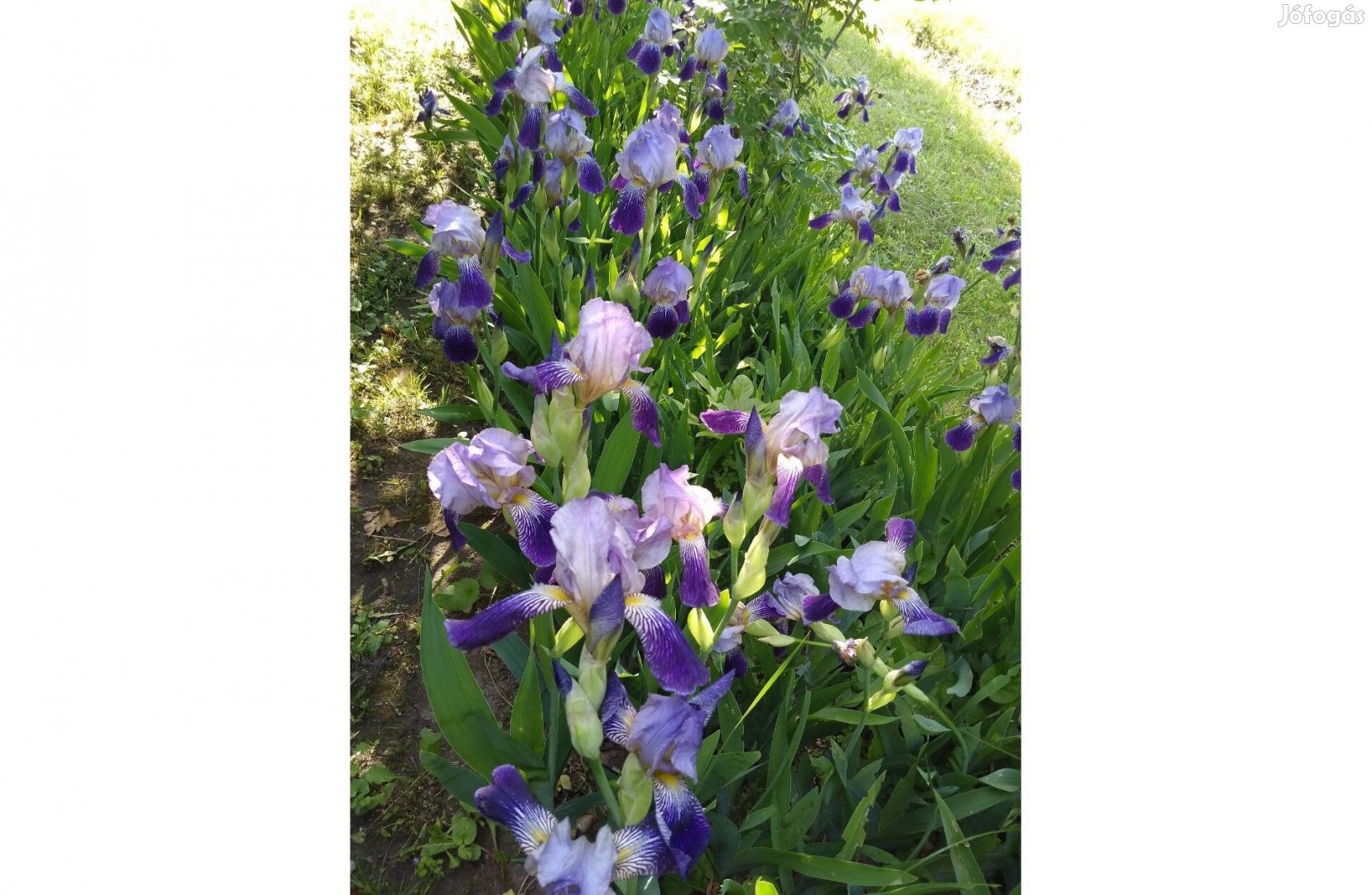 Kék-lila virágú nőszirom tövek