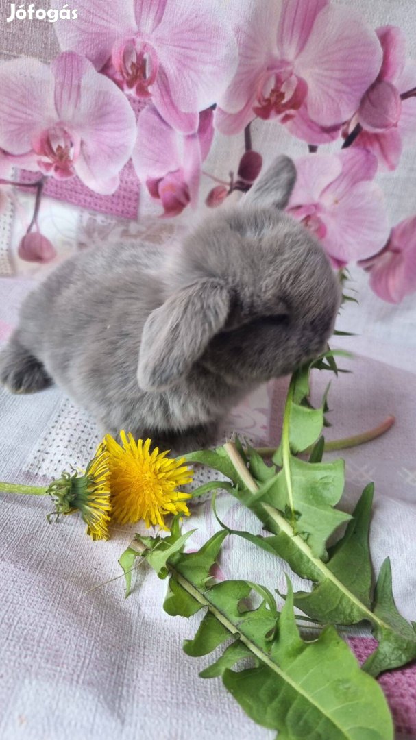 Kék mini kosorrú nyuszi, nyúl