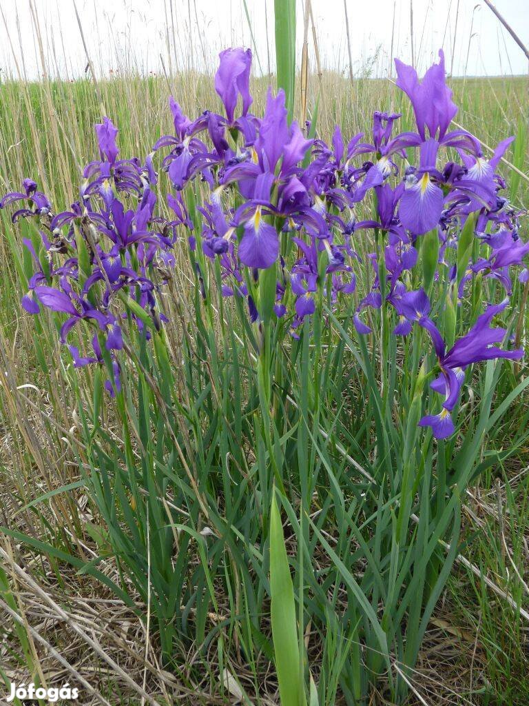 Kék szibériai nőszirom Iris sibirica