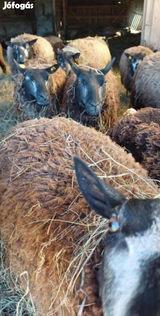 Kék texel anyajuh birka kos