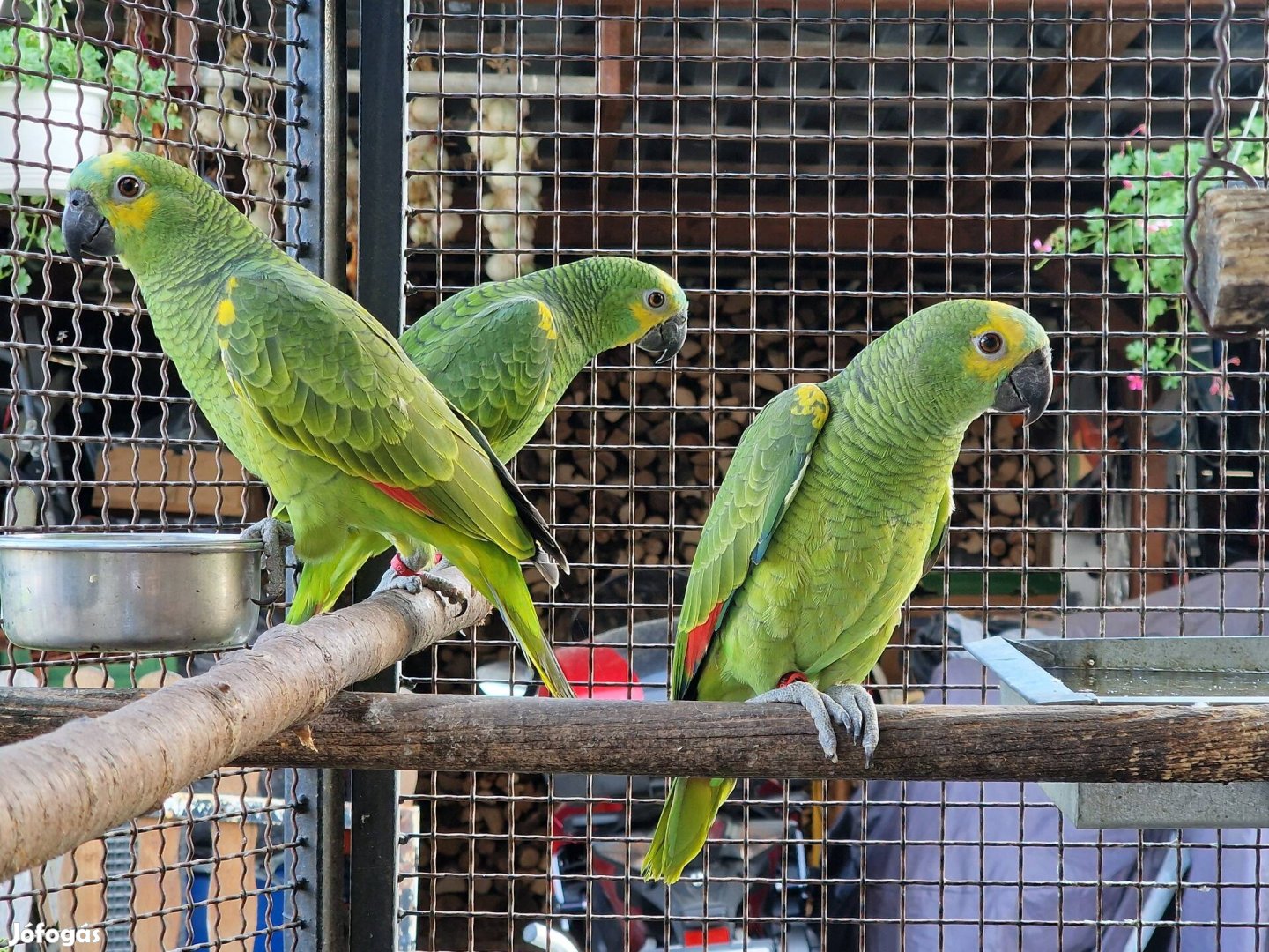 Kékhomlokú amazonok tovább repülnének