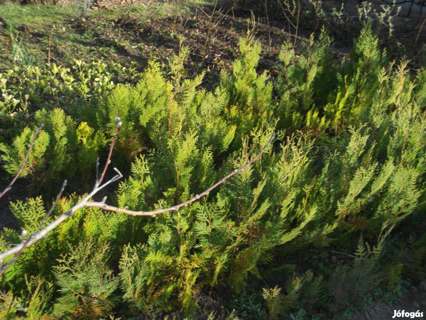 Keleti Tuja arany,hagyományos eladó!