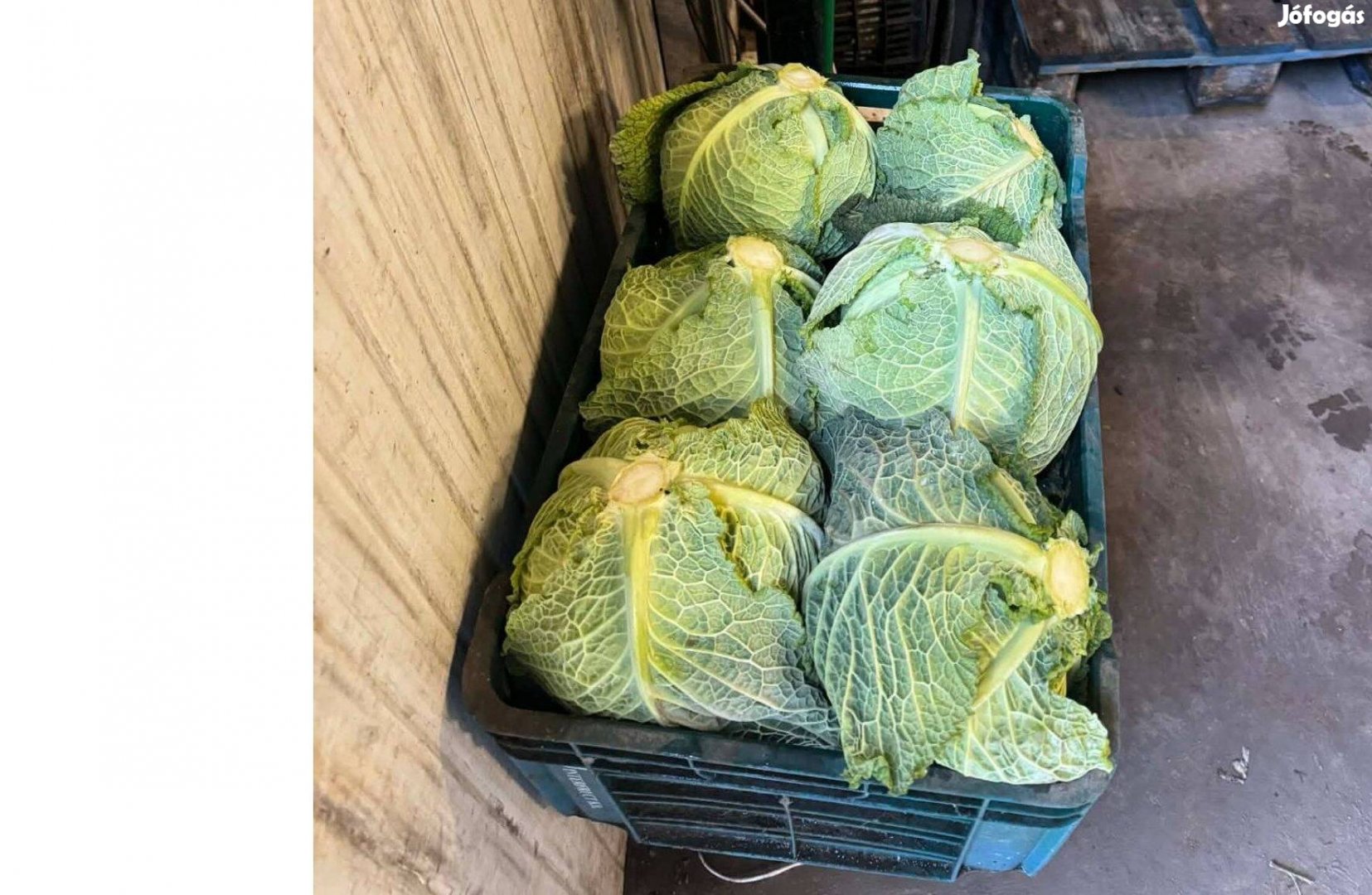 Kelkáposzta eladó
