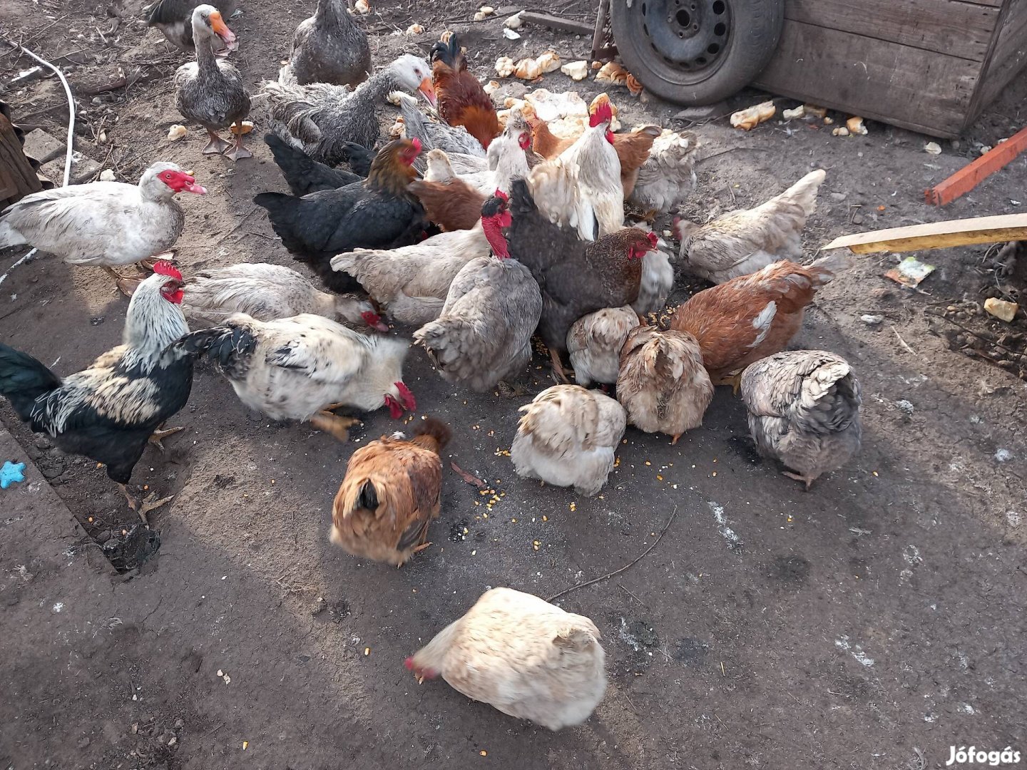 Kelteni való tojás