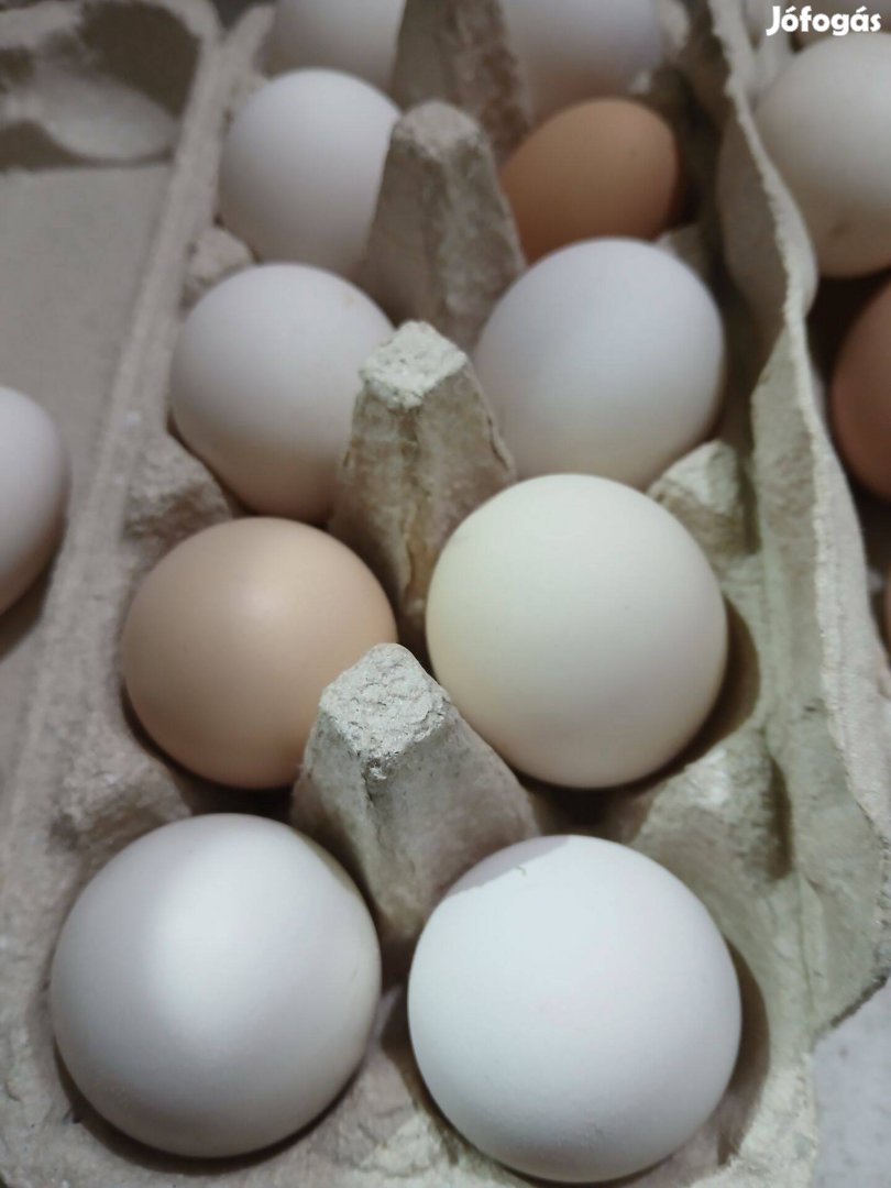 Keltetésre alkalmas itáliai tojás